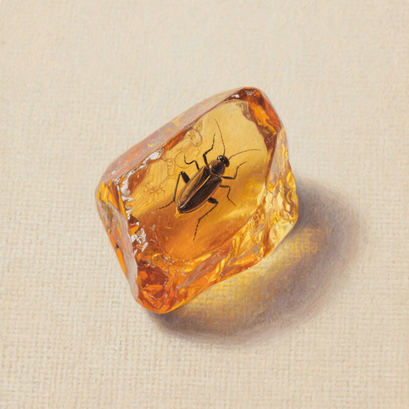 琥珀 Amber Series
